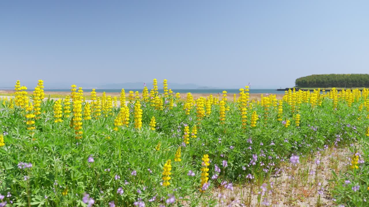 해안 에서 꽃 을 피우고 있는 루핀