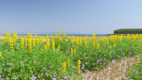 el lupino en plena floración en la costa