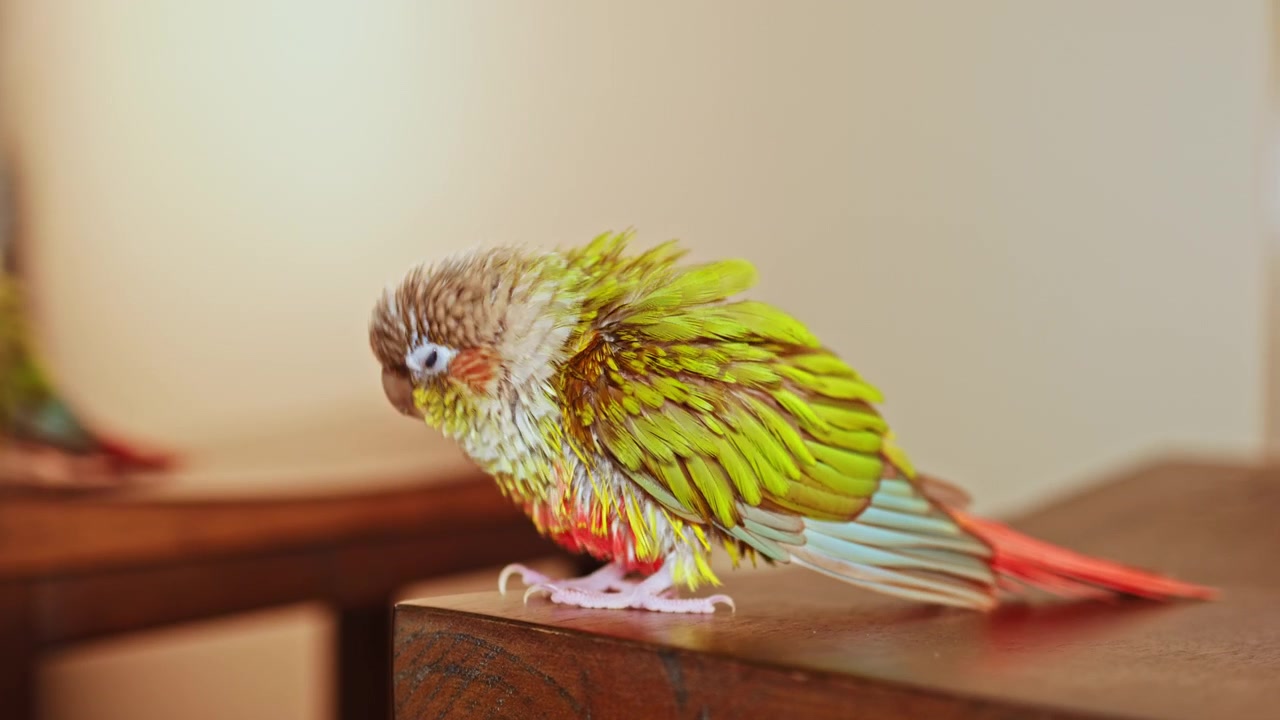 Uccello colorato in piedi su una superficie di legno in un ambiente interno durante il giorno.