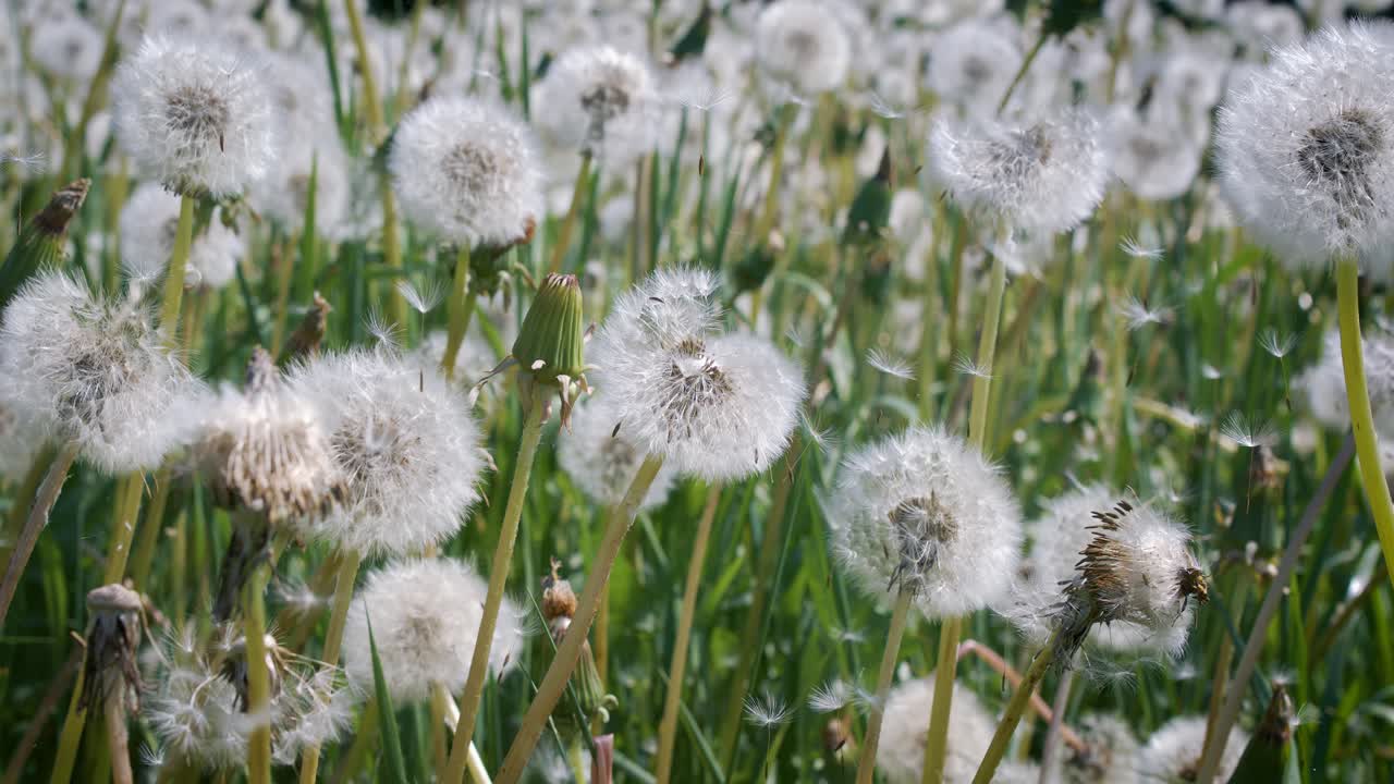 Fluffy Seeds dandelions Flying Over the Clearing. Shot on super slow motion camera 1000 fps