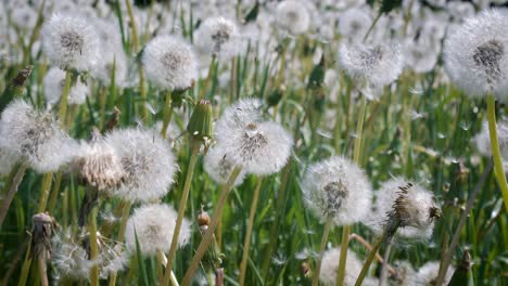 fluffy seeds dandelions flying over the clearing. shot on super slow motion camera 1000 fps