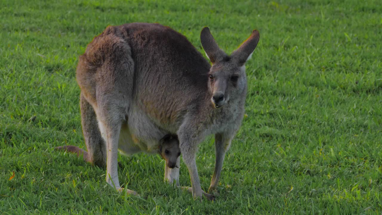 hermoso canguro oriental -madre y joey -qld australia -primer plano a cámara lenta