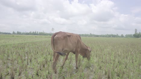 en un pequeño pueblo de bangladesh, las vacas están comiendo hierba en el campo después de que el cuerpo haya sido cortado hasta la raíz