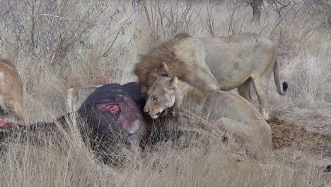 Una-Manada-De-Leones,-Machos-Y-Hembras,-Alimentándose-Juntos-De-Una-Matanza-De-Búfalos-Africanos