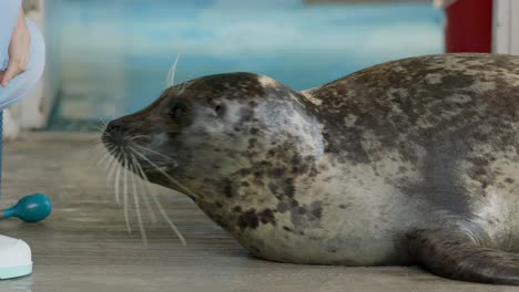 Earless-seal-in-aquarium