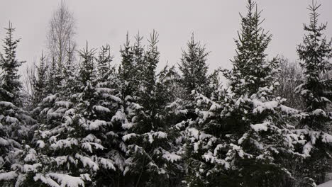 bosque cubierto de nieve