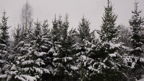 snow-covered forest