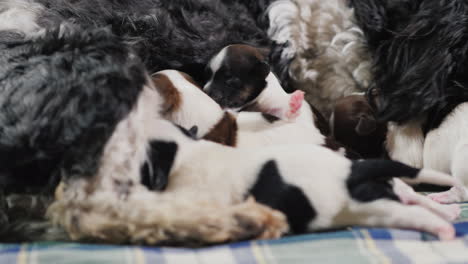 perro alimenta cachorros recien nacidos 001