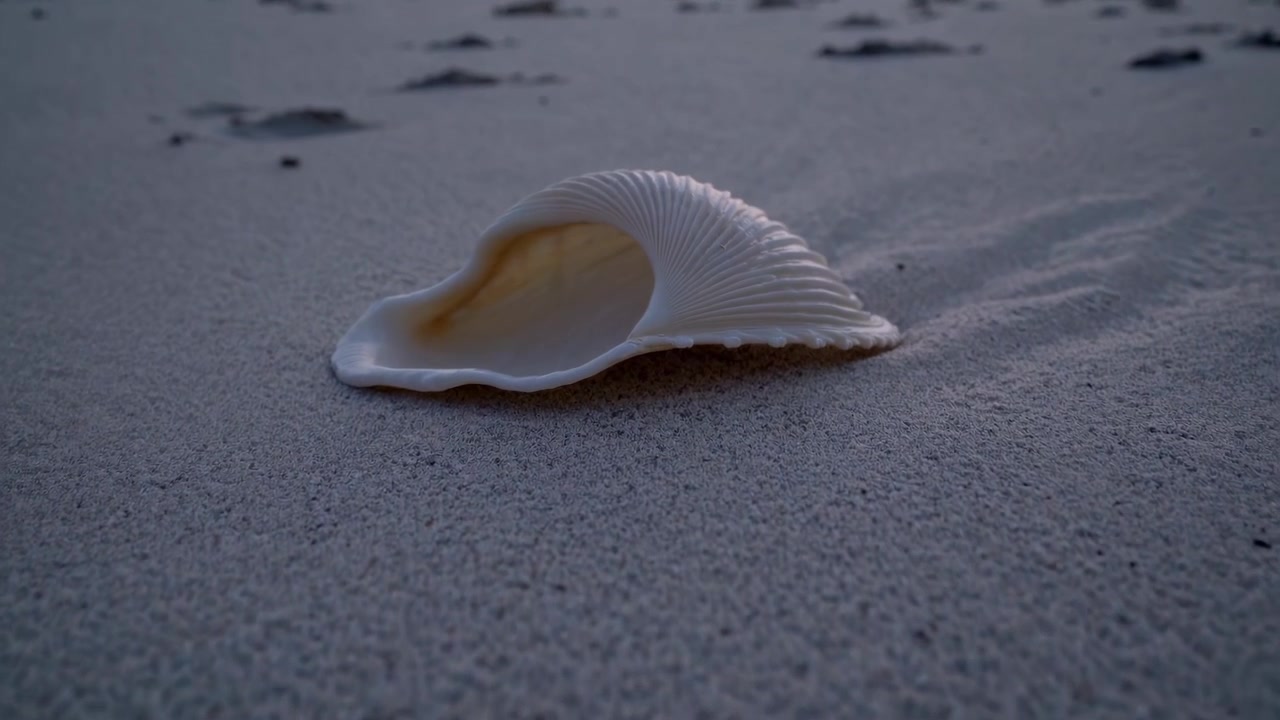 Seashell Resting on White Sand Beach at Sunset