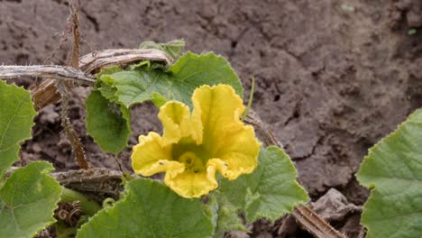 yellow pumpkin flower in a farmers failed