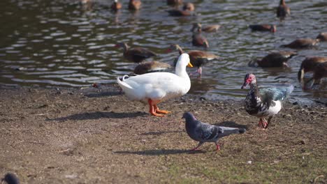 large white duck walking among brown and black ducks