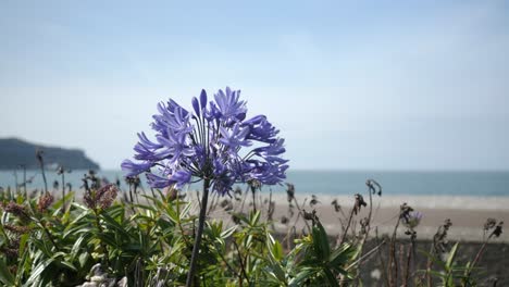 Schöne-Lila-Blume,-Die-Sich-Im-Wind-Wiegt