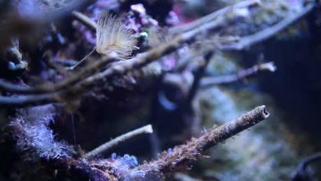 acuario de valencia 08