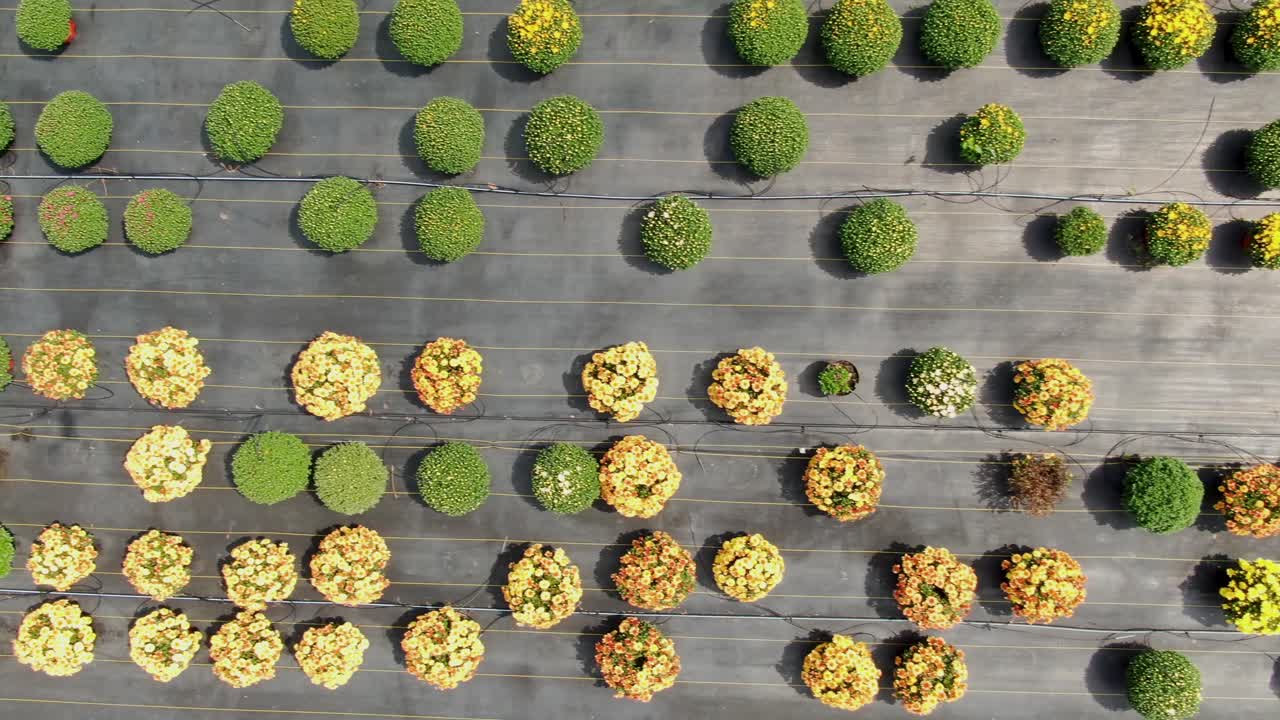 꽃이 만발한 국화의 공중을 닫고, 아미쉬 가족 농장에서 시장 및 소비자 구매 준비