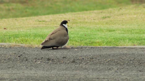 plover de ala de regazo enmascarado sentado con el pollo bebé anidando bajo el ala