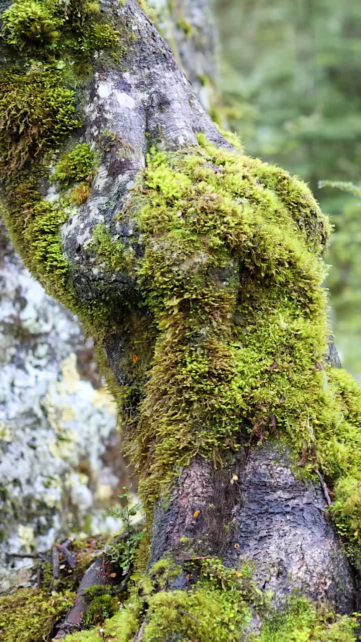 Un primo piano di un tronco d'albero coperto di muschio in una fitta e verde foresta pluviale. La luce naturale soffusa del giorno e un fluido panning della fotocamera creano un'atmosfera tranquilla e coinvolgente.