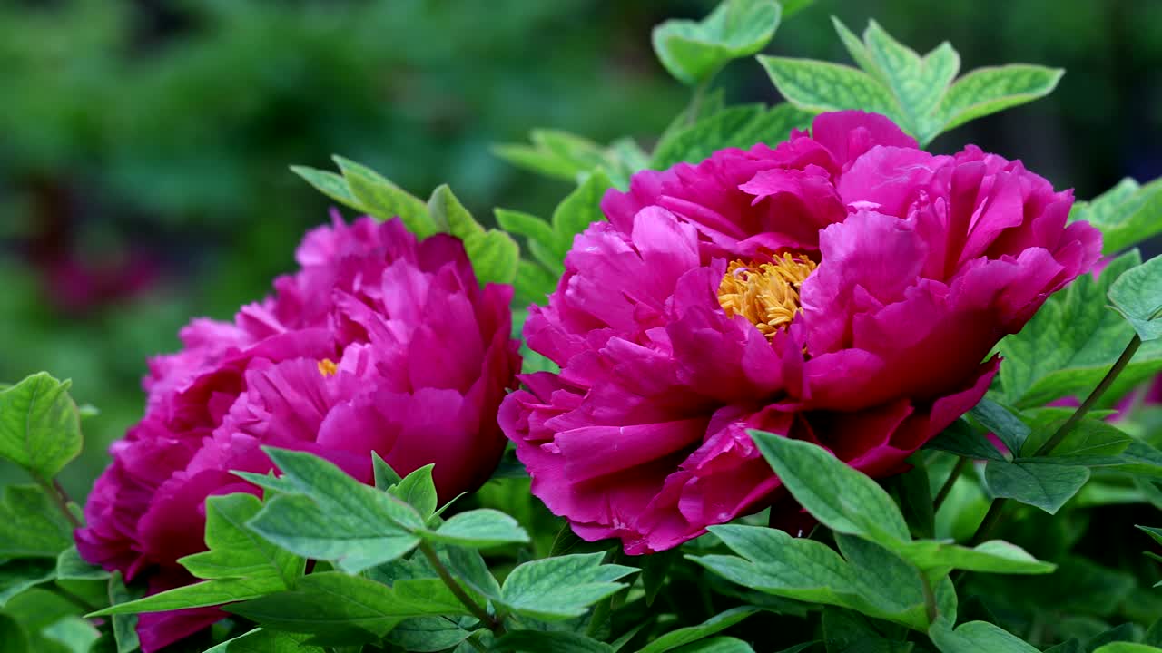Peonia in fiore che ondeggia con il vento
