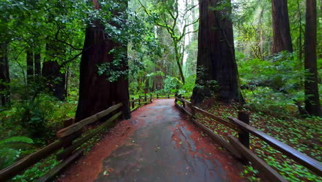 Malerischer-Gehweg-Zwischen-Alten-Mammutbäumen-Im-Muir-Woods-National-Monument