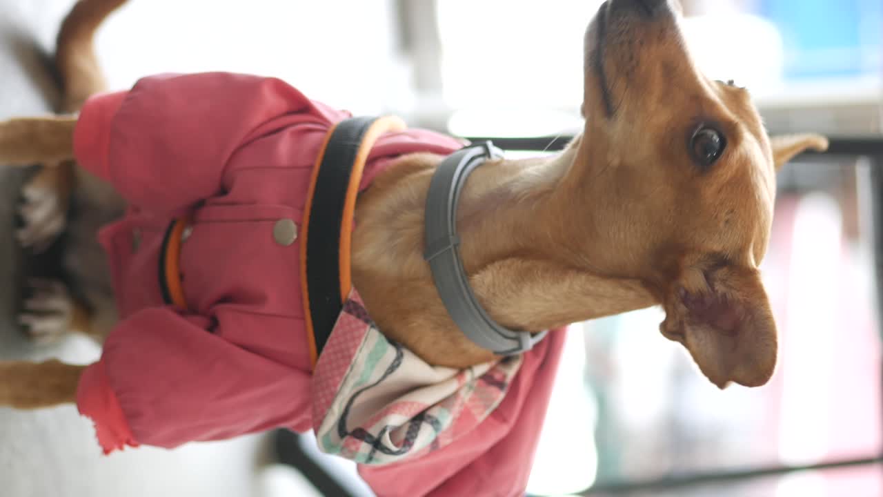 Un perro con una chaqueta rosa.