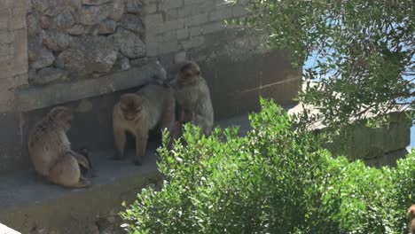 a group of gibraltar macaque monkeys sits on a concrete wall, some with babies, by lush green foliage