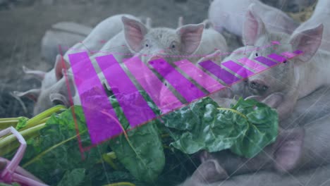 animation of financial data processing over caucasian man feeding pigs