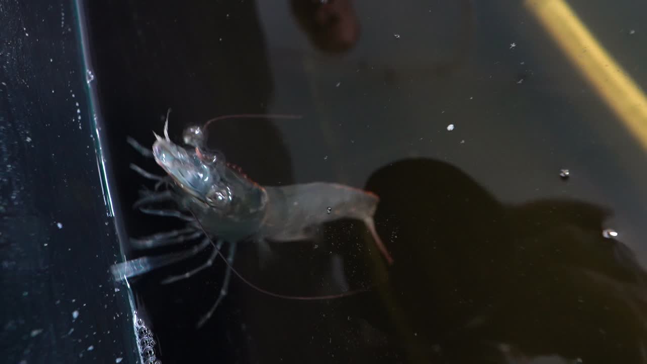 Large shrimp in water. Close-up of alive shrimp crawl in special container with water. Shrimp farm.