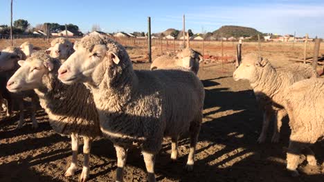 a herd of sheep in a rural field