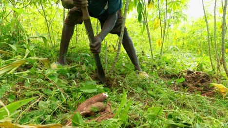 black-male-farmer-harvesting-cassava-roots-in-ghanese-african-deep-forest-using-a-machete-knife