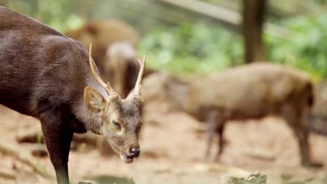 reindeer bends over grazing, pack members behind out of focus eating