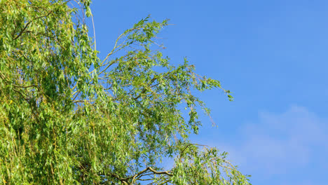 Sonnenhelle-Trauerweide-Vor-Einem-Blauen-Sommerhimmel,-Der-Im-Wind-Weht