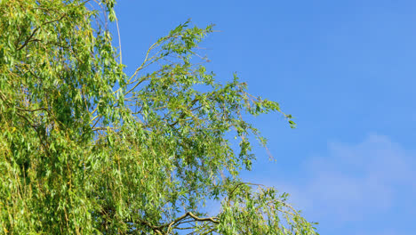 sun lite weeping willow tree against a blue summer sky, blowing in the breeze