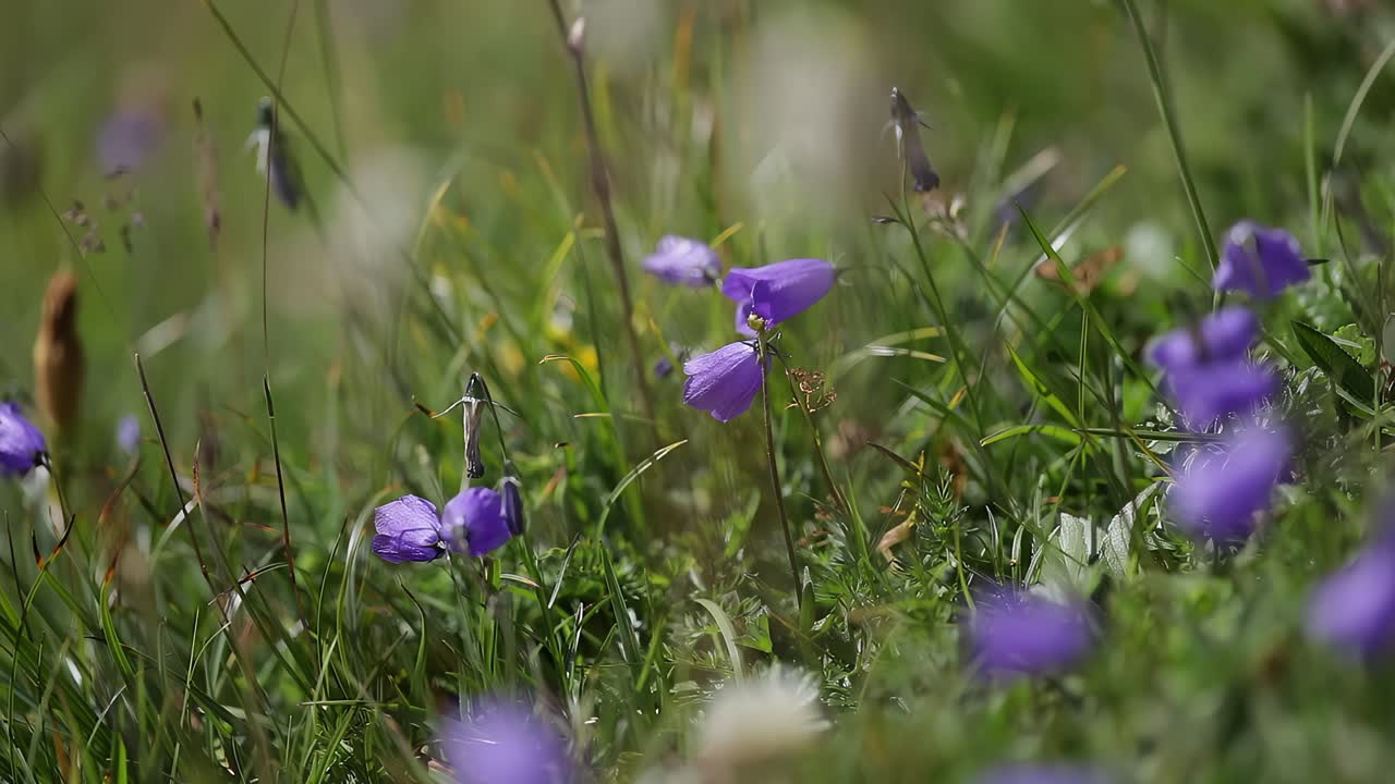 fondo abstracto de las flores alpinas bluebell.