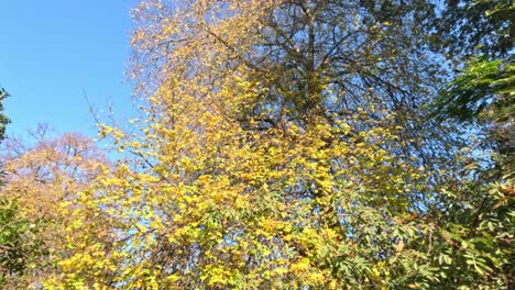 autumn foliage in melbourne's botanical gardens