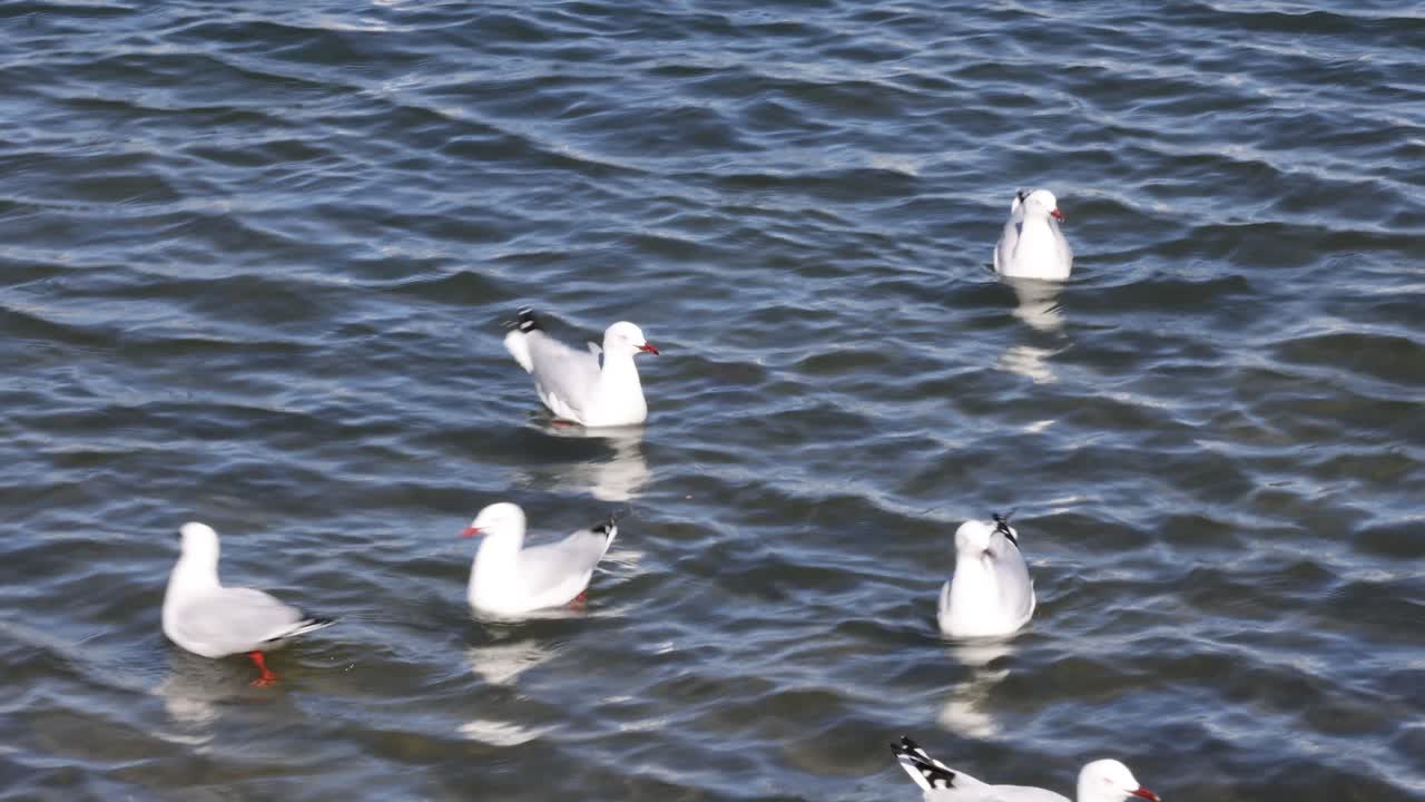 바다표범은 상호 작용하고 물 표면을 가로질러 이동합니다.