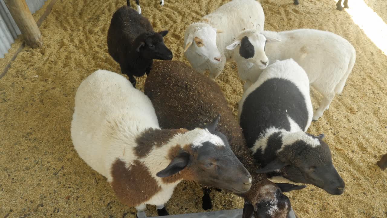 Esperienza agricola: persone che danno da mangiare ad agnelli e pecore in fattorie locali. Pecora riposa all'ombra nel prato della fattoria