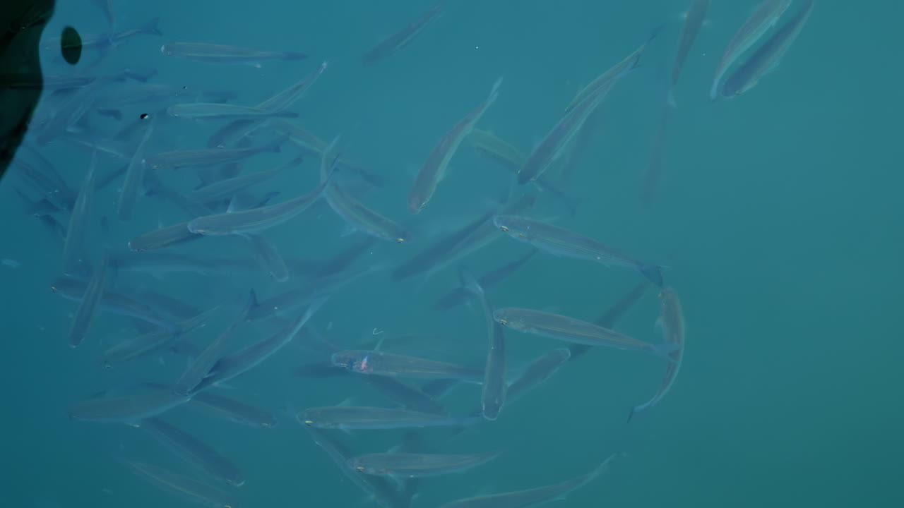 Group of fish swimming gracefully in crystal clear turquoise water
