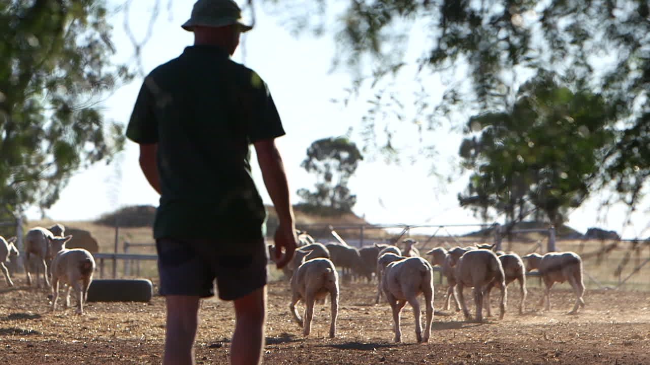 cámara lenta de un granjero caminando por las tierras de cultivo con ovejas en el fondo
