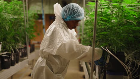 cannabis cultivator in a controlled environment