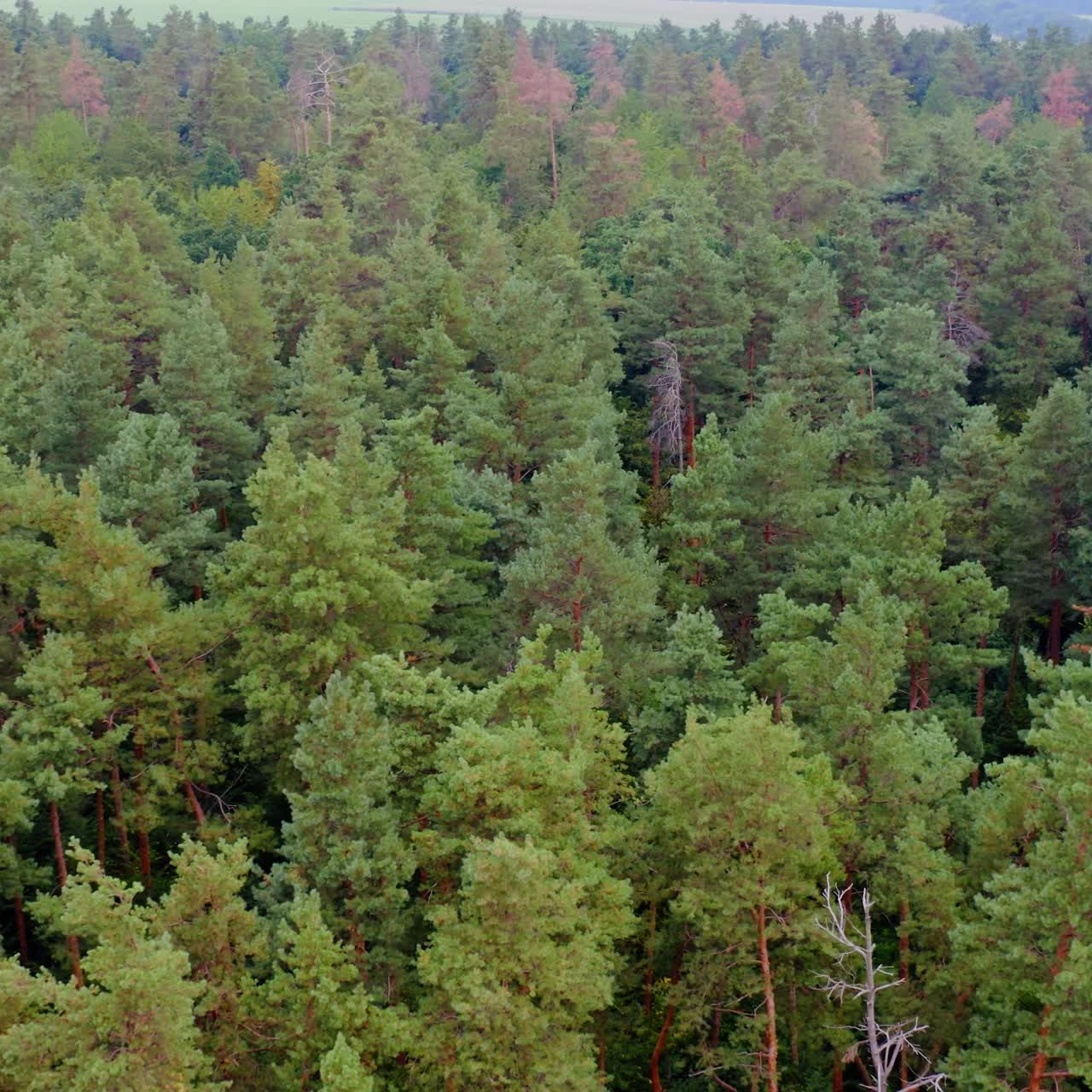 Green dense forest. Flight over tops of pine trees. Nature background of woods. Aerial view.