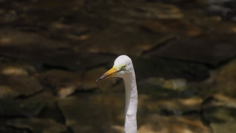 A-close-up-of-the-head-of-a-white-egret