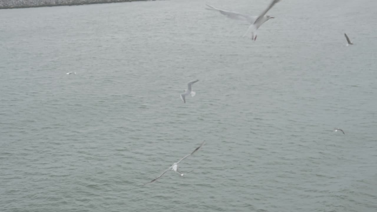 여름에 페리에서 갈매기 먹이주기