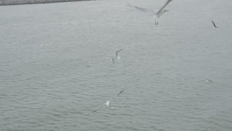 alimentando a las gaviotas en un ferry en verano