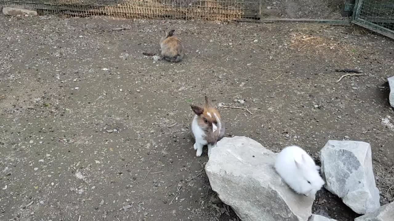 Rabbits playing in the garden on rocks.