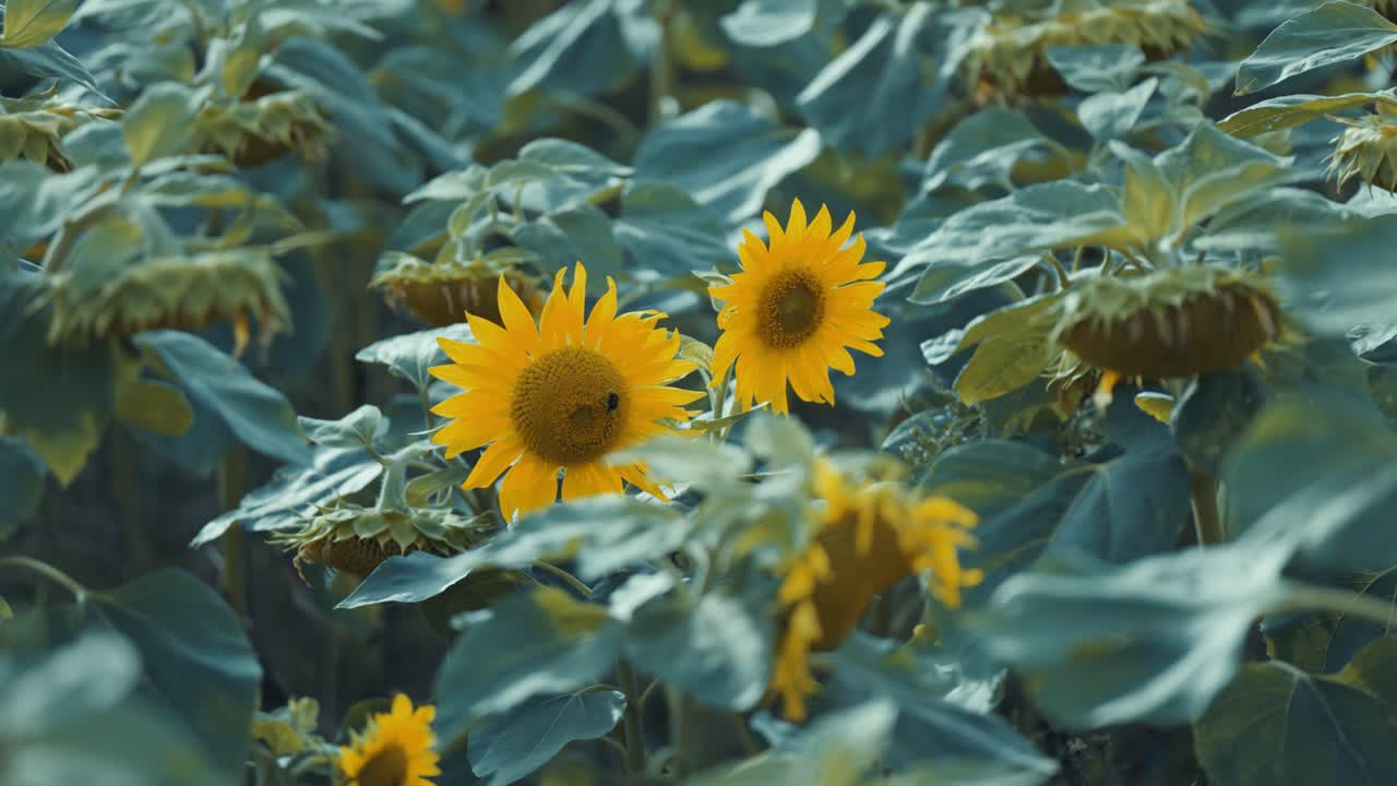 벌은 꽃이 피는 해바라기에서 수액을 모아서 날아갑니다.