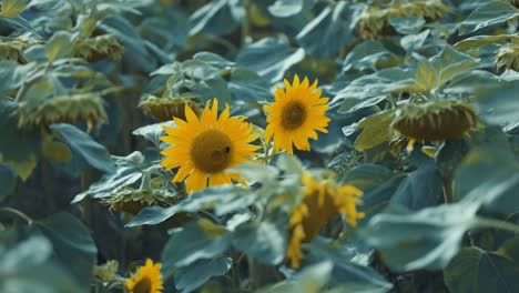los abejorros recogen néctar en los girasoles en flor y luego vuelan.