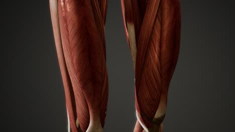 muscular system of human body animation