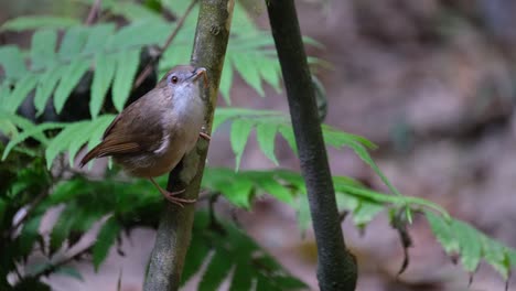 Perched-sideways-facing-right-chirping-with-food-in-its-mouth,-Abbott's-Babbler-Malacocincla-abbotti,-Thailand