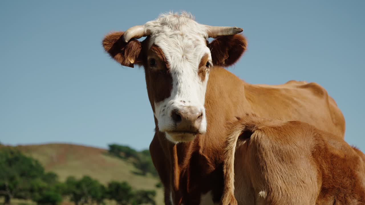 Curious cow with white face stares directly at camera in rural pasture under clear blue sky in Madeira Portugal