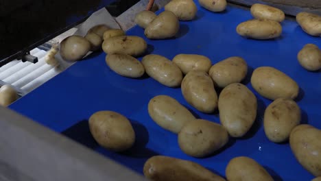 patatas recién recogidas que se mueven en cintas transportadoras en una gran fábrica industrial