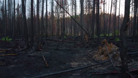 aerial floating smoothly through a forest floor charred black after a major forest fire where nothing escaped nature's wrath